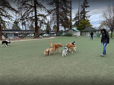 Butcher Dog Park